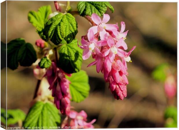 Flowering Currant Canvas Print by Tom Curtis