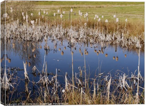 Reeds and Reflections Canvas Print by Tom Curtis