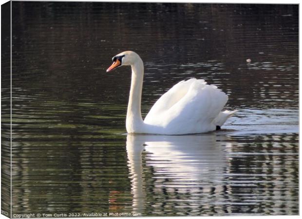 Mute Swan Canvas Print by Tom Curtis