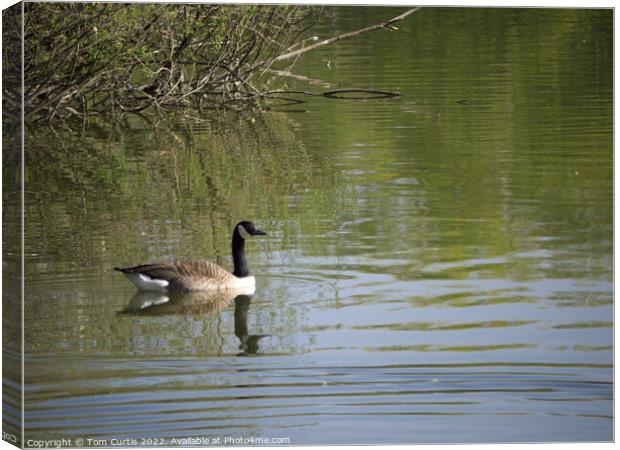 Canada Goose on Lake Canvas Print by Tom Curtis