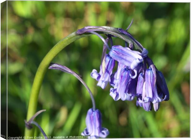 English Bluebells Canvas Print by Tom Curtis