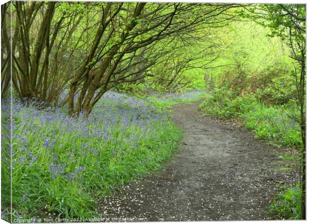 Bluebell Woodland Canvas Print by Tom Curtis