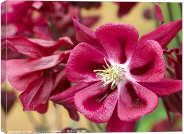 Aquilegia flower red Canvas Print by Tom Curtis