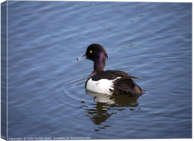 Tufted Duck Canvas Print by Tom Curtis