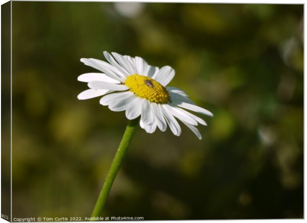 Oxeye Daisy Canvas Print by Tom Curtis