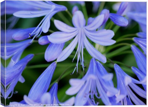 Agapanthus flowers Canvas Print by Tom Curtis