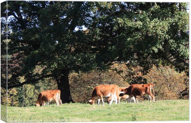 Jersey Cows  Canvas Print by Tom Curtis