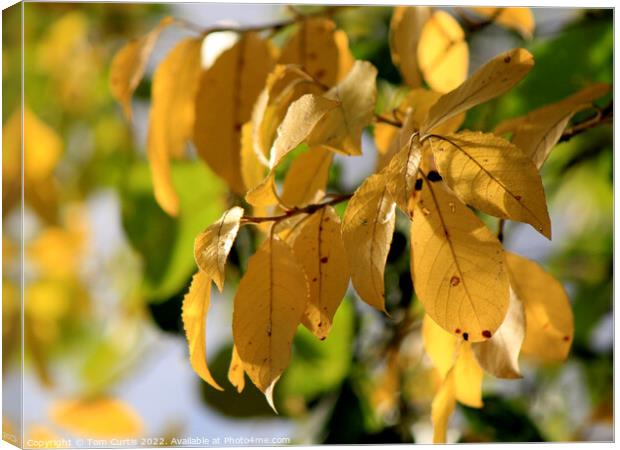 Yellow leaves in Autumn Canvas Print by Tom Curtis