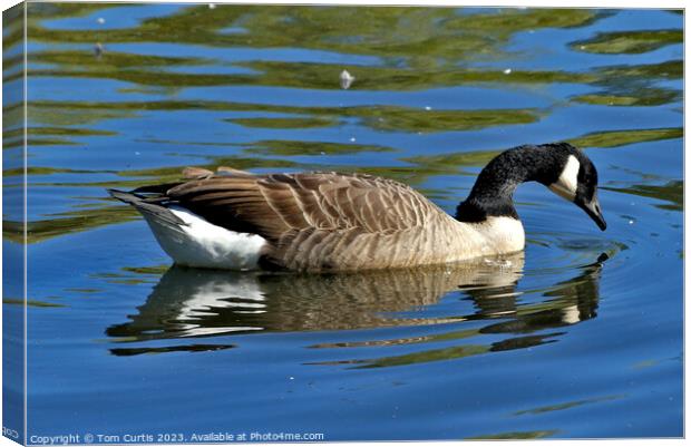 Canada Goose with reflection Canvas Print by Tom Curtis