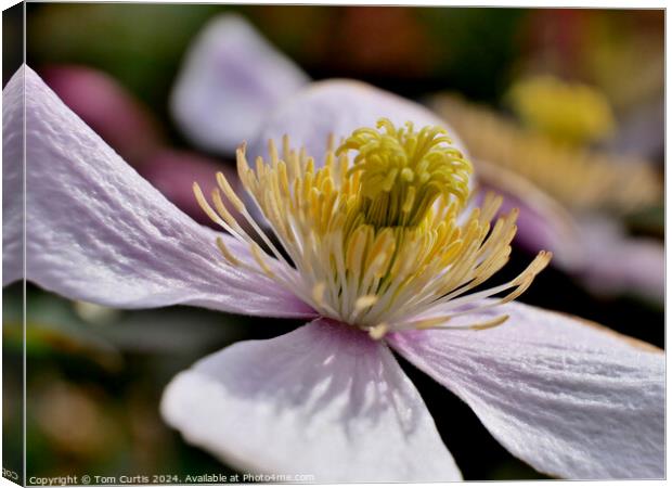 Clematis Montana flower Canvas Print by Tom Curtis