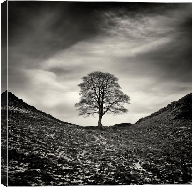Sycamore Gap, Hadrian's Wall Canvas Print by Colin Jarvis