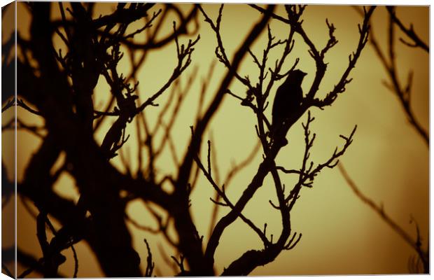 Bird In Tree Silhouette Canvas Print by Craig Bennett