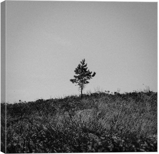 Lonely Tree Canvas Print by Craig Bennett