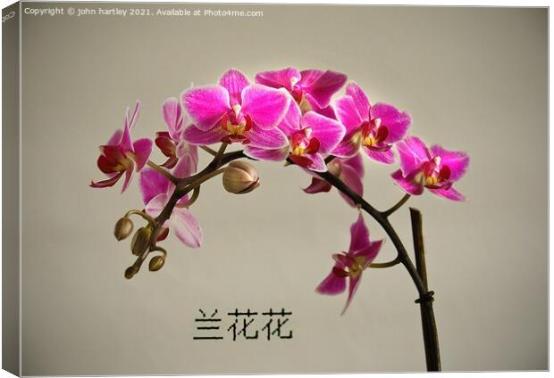 The Orchids Secret Canvas Print by john hartley