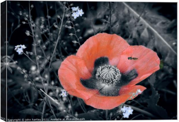 Red Poppy & A Hover Fly Canvas Print by john hartley
