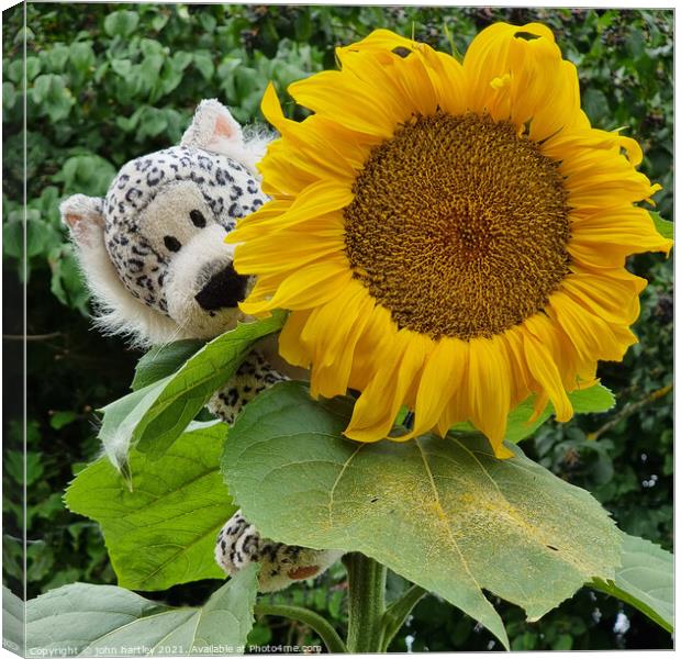 Sunflower and a cuddly toy Canvas Print by john hartley