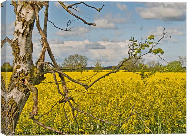 Yellow Rapeseed across the fields in Norfolk Canvas Print by john hartley