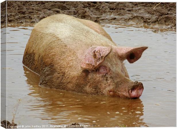 Bathtime for a Porker! Pig wallowing in a muddy po Canvas Print by john hartley
