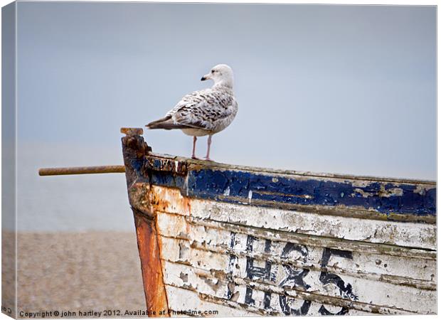 "Look Out"  - Herring Gull on an old abandoned boa Canvas Print by john hartley