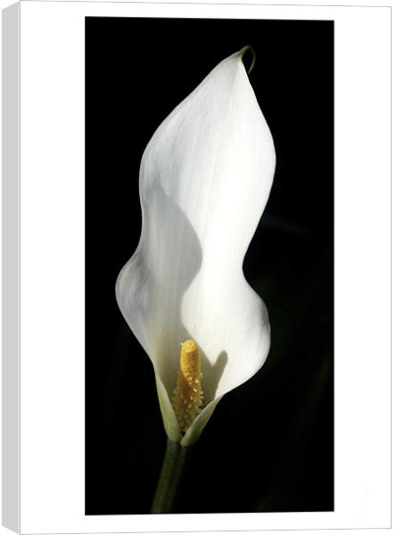 Pure White Calla Lily - Black Background Canvas Print by john hartley