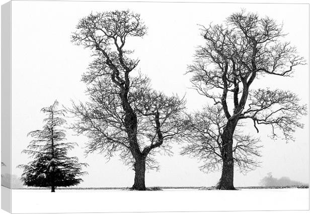 Tree Structure - Three Trees silhouetted  against  Canvas Print by john hartley