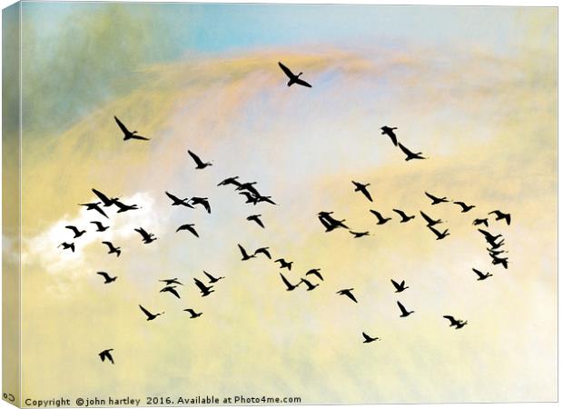 Pink Foot Geese in flight - photo art composite im Canvas Print by john hartley
