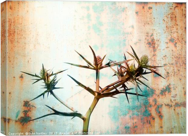 Erigium (Sea Holly) with a Rusty Metal Texture Canvas Print by john hartley