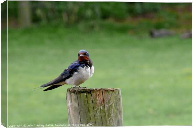 Swallow on a Wooden Post Canvas Print by john hartley