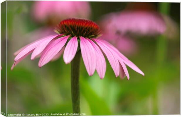 Summer Echinacea  Canvas Print by Roxane Bay