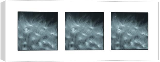 Dandelion seed Triptych Canvas Print by Roxane Bay