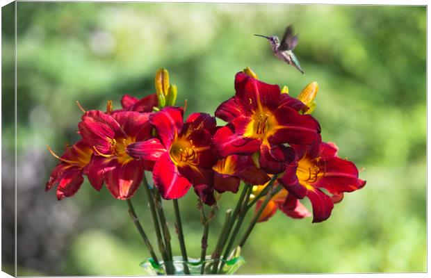 Tiny visitor amongst the lillies Canvas Print by Roxane Bay