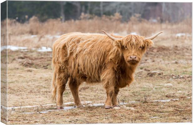 Highland Beast Canvas Print by Roxane Bay