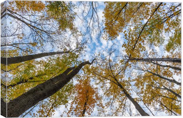 Look up, way up! Canvas Print by Roxane Bay