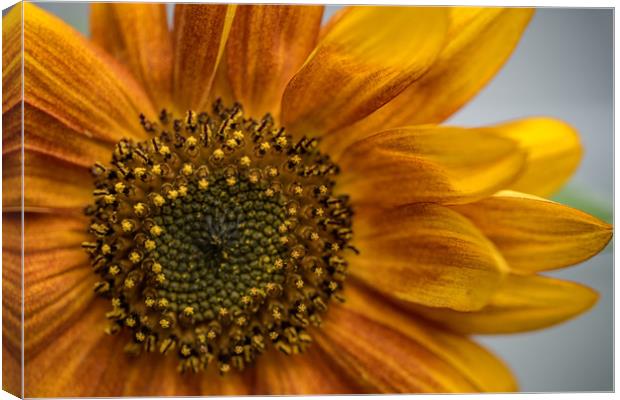 Sunflower in Red Canvas Print by Roxane Bay