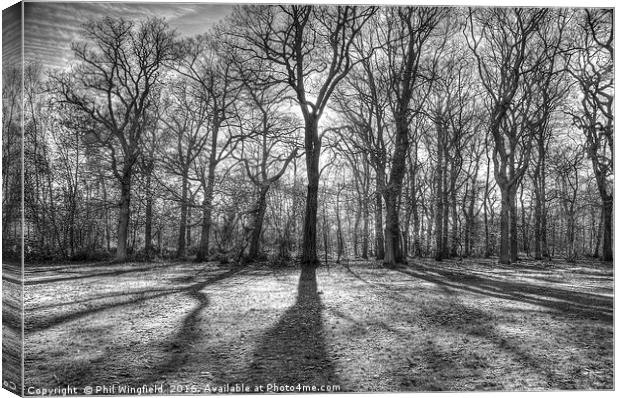 Belfairs Woods Canvas Print by Phil Wingfield