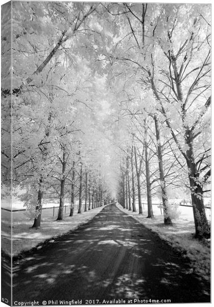 Avenue of Trees Canvas Print by Phil Wingfield