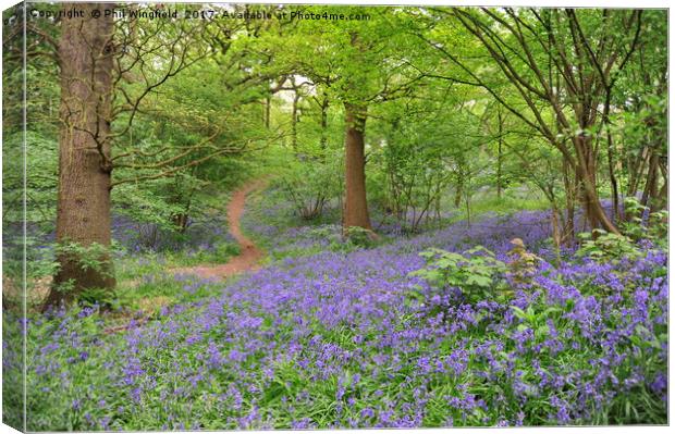 Bluebells in Langdon Hills                         Canvas Print by Phil Wingfield