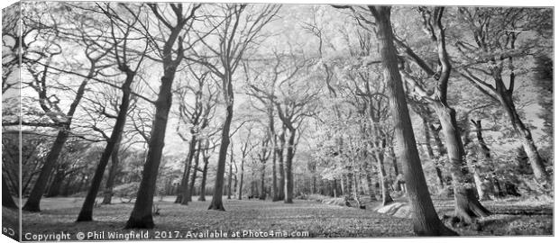 Belfairs Woods 2 Canvas Print by Phil Wingfield