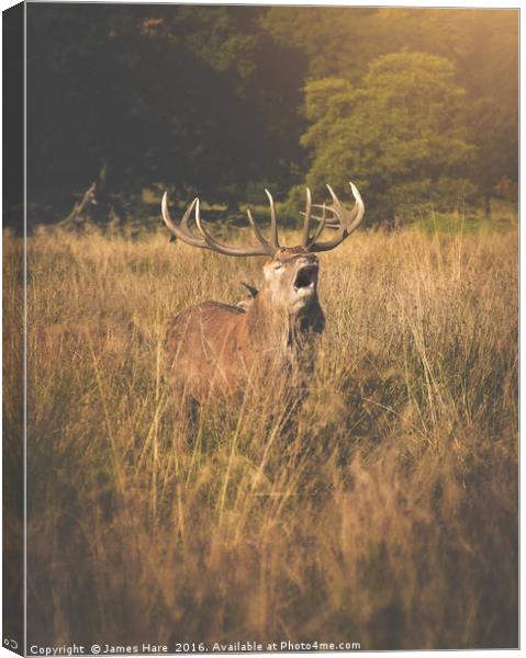 Red Deer Rutt Canvas Print by James Hare
