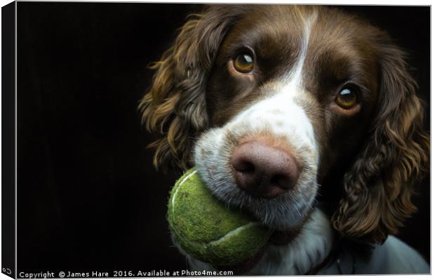 English Springer Spaniel Canvas Print by James Hare