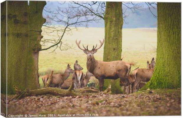 Red Deer Stag Canvas Print by James Hare