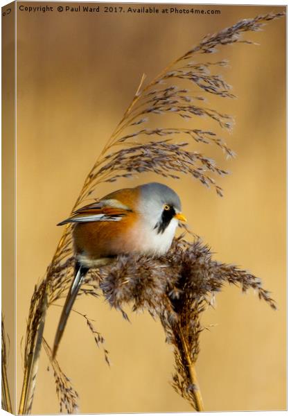 Bearded tit in the reeds Canvas Print by Paul Ward