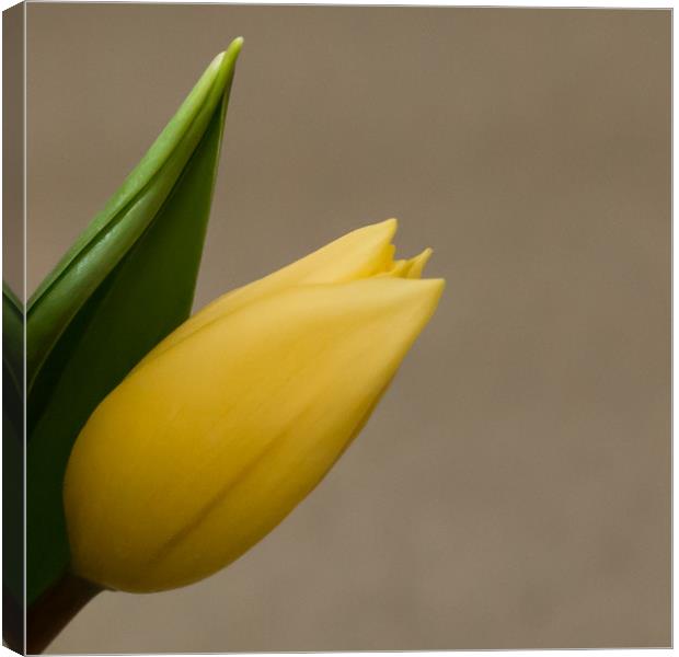 yellow tulip springtime Canvas Print by Marg Farmer