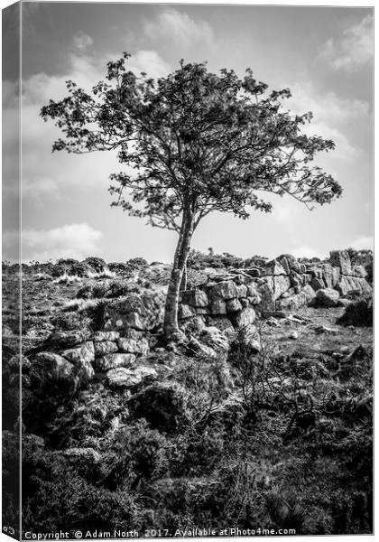 Dartmoor tree and wall - Devon Canvas Print by Adam North