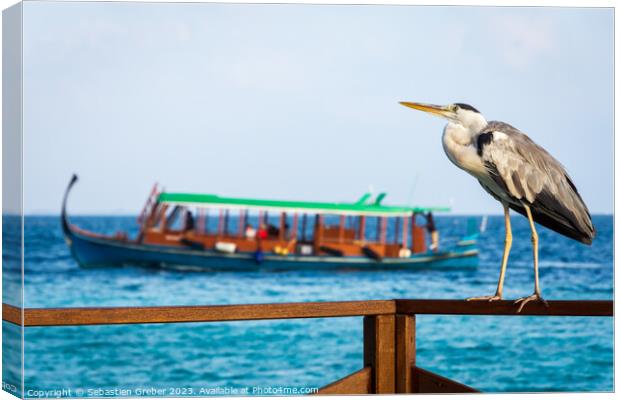 Grey Heron in the Maldives Canvas Print by Sebastien Greber