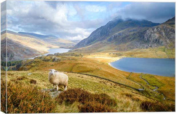 Lonely sheep in the Ogwen Valley Canvas Print by Sebastien Greber