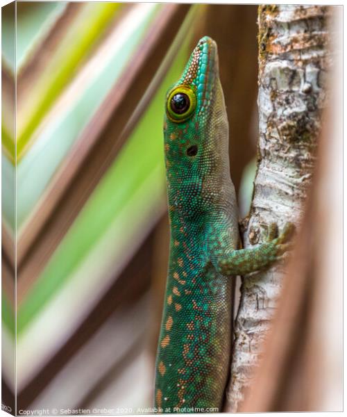 Green Day Gecko Seychelles Canvas Print by Sebastien Greber