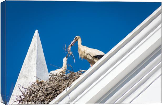 Stork building it's nest Canvas Print by Sebastien Greber