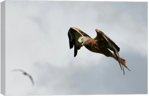 Red Kite in Wales Canvas Print by Greg Sheard