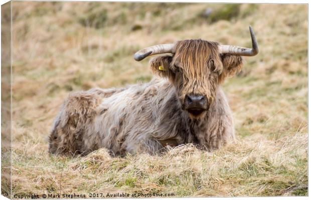 Highland Cow Canvas Print by Mark Stephens